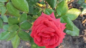 Rose Jocelyn. Троянда Джоселiн, 2023