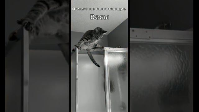 кот котики кошка котёнок котыприколы котыроссии знакизодиака