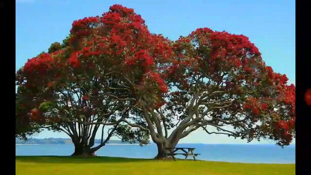 Какое тебе понравилось дерево смотреть онлайн