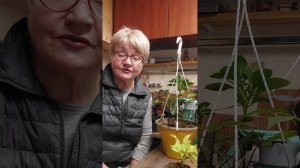 Особенности выращивания растений на юге.Ипомея батат