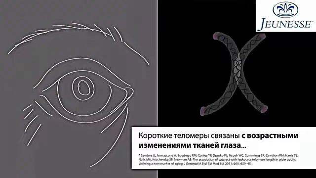 О теломерах и теломеразе или Почему мы стареем