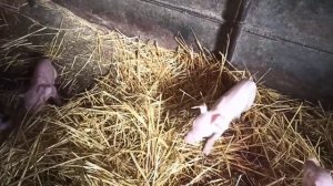 Тяжёлый опорос. Помощь при опоросе.