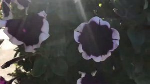 Petunia flowers