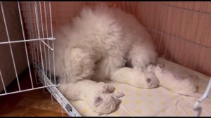 Рождение щенков бишон фризе в питомнике Агнелль де неж, удивительные моменты первых 3-х недель жизн