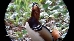 Canard Mandarin ( Aix Galericulata)