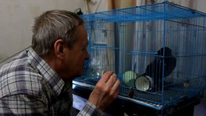 Ворона разговаривает с человеком