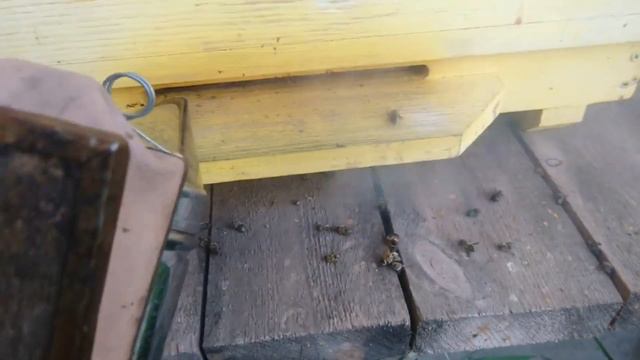 ДЫМАРЬ ПРОТИВ КЛЕЩА ВАРРОА смотреть онлайн