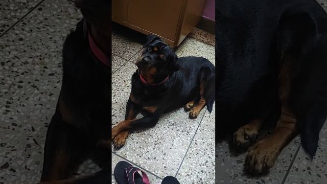 play this sound infront of your dog😵💫 #roxietherott #rottweiler #rottweilerworld #dangerous