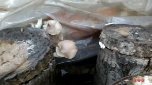 Грибы Вешенка на обычных пнях без особого ухода