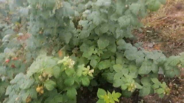 Малина Зюгана. Ремонтантный сорт смотреть онлайн