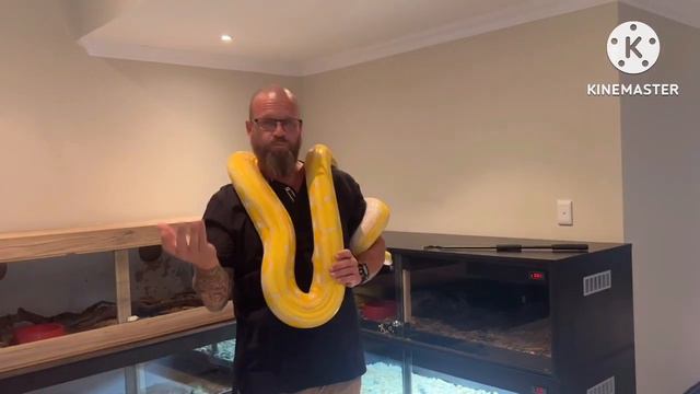 Reticulated Python! Female Tiger Lavender Albino. Fresh shed. Prepping her for breeding season!