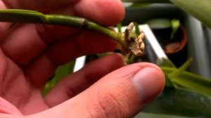 Что нужно сделать, чтобы нарастить корни каттлее?