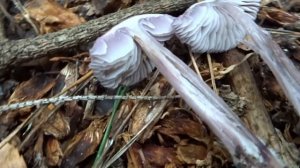 Grzybówka fioletowawa (Mycena pura) - 16.09.2021, Nowa Huta, Kraków.