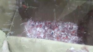 Измельчитель дробилка ткани тряпок МИ-500Р.mp4