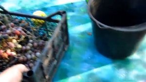 В сусло ИЗАБЕЛЛА добавляем мезгу из винограда ЛИДИЯ