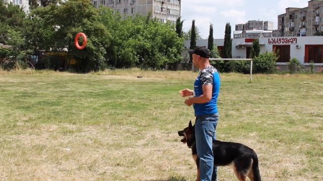 Как дрессировать щенка Немецкой овчарки - Арчи 6 месяцев