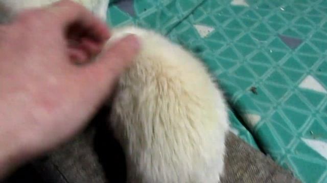 Пискля приболел. Белые крысы на выпасе. Вистары и всякие "Апчхи!". (Fancy Rats) смотреть онлайн