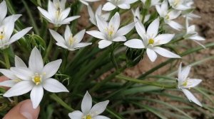 Птицемлечник. Видеопортрет растения. июнь 2022