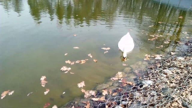 Обзор белые лебеди на пруду.Природа. Птицы плавают.鸟儿在游泳。 смотреть онлайн