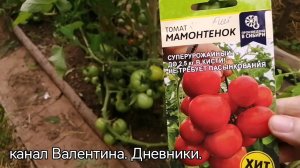 №319 обзор томатов сорта"мамонтенок" на 09 августа 
сезон 2023 года, Тверская область