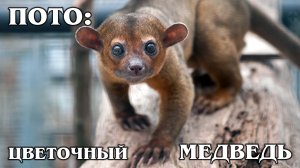 КИНКАЖУ: Домашний "цветочный медведь", обезьянка или енот? Интересные факты про кинкажу и животных