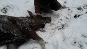 Добыл первого лося в жизни. Мой первый лось загоном. Охота на лося зимой.