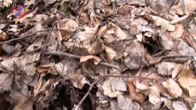 Scarlet Elf Cup Mushroom (Sarcoscypha Austriaca) - Edible Early Season Fungus смотреть онлайн