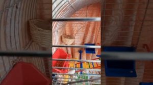Разведение канареек дома. Кенароводство для начинающих.
