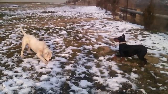 Doberman Vs Buldok