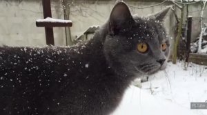 Когда кошка впервые увидела снег