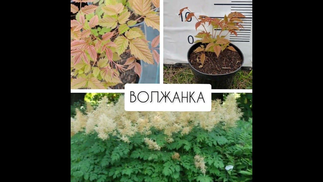 РАСТЕНИЯ ДЛЯ ТЕНИСТЫХ МЕСТ #shortvideo #дача #ландшафтныйдизайн #новинка #сад #цветы #саженцыпочтой