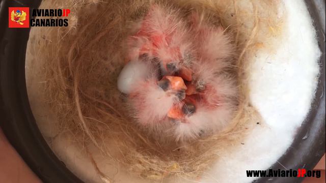 ✅ ¿CUANTOS HUEVOS PONEN LOS CANARIOS? | CRIA DE CANARIOS смотреть онлайн