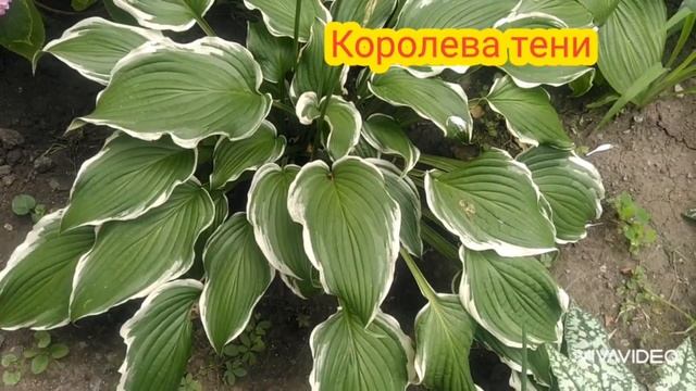 Хоста тенелюбивое растение. Микс из сортов Хосты смотреть онлайн