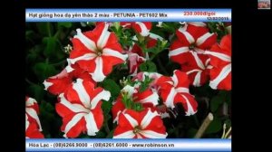 Hạt giống bông Yên Thảo 2 màu - PETUNIA PET602 Mix