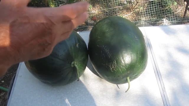 Как НЕ НУЖНО выбирать арбуз. По каким признакам не нужно выбирать спелый арбуз. смотреть онлайн