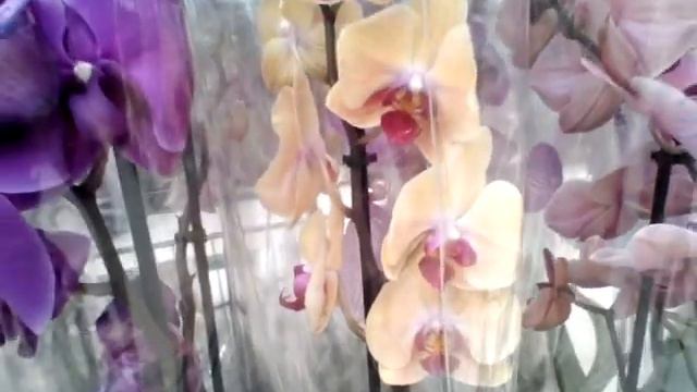 ОРХИДЕИ О"КЕЙ, 21 июля 2021, Санкт -Петербург смотреть онлайн