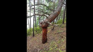 Путешествие на Байкал. Часть 2. ББТ, мыс Тонкий и Лударь, Байкальское, Северобайкальск, о. Богучан