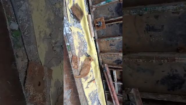 Кот и рация смотреть онлайн