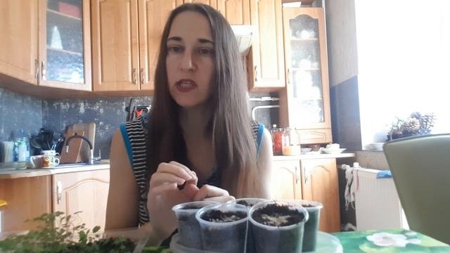 Ремонтантная земляника: выращивание от семян до пикировки. 100% способ для всех