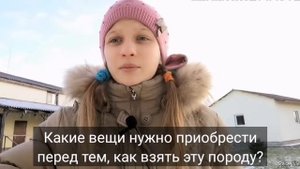 БИШОН ФРИЗЕ И МАЛЬТИЙСКАЯ БОЛОНКА: ОСОБЕННОСТИ, СХОДСТВА И РАЗЛИЧИЯ