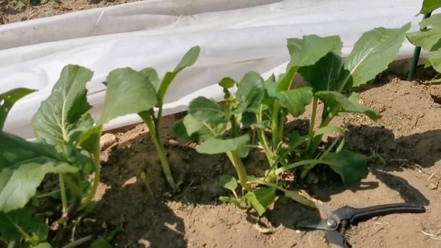 Сажайте эти овощи ЛЕТОМ! Гонконг Чой Сум — Китайская Спаржевая Капустка