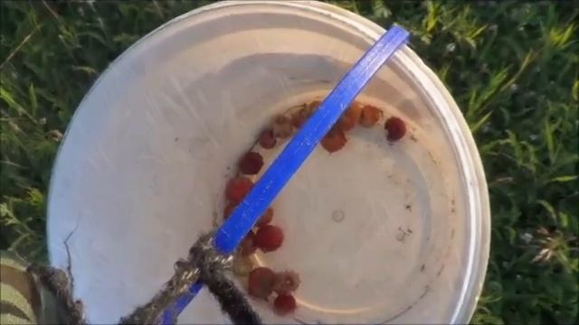 Прогулка по лугу Восточной Сибири. смотреть онлайн