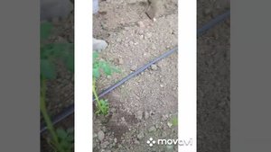 Устройство для посадки помидор и не только.