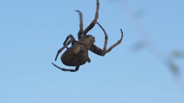 К чему снятся пауки. Паутина приснилась. К чему снится Таракан. Паук Сонник. Таракан во сне. смотреть онлайн