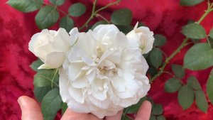 Роза Львиная ( Lions Rose ) Kordes, 2002 г.