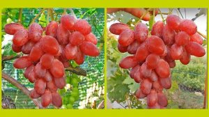 @Виноград Огненный  Фото винограда