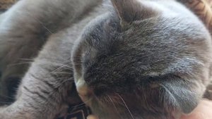 Заболел кот,  что делать? / Британский вислоухий кот