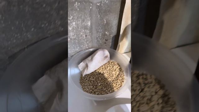 ✨Масло из Кедрового Ореха ? смотреть онлайн