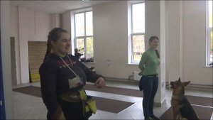 Метис Дарц. Откуда берутся собаки. Тольятти, 22 октября 2017.