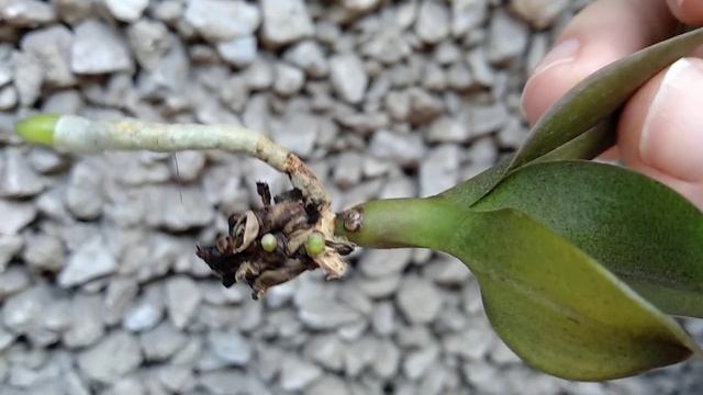 ЙОД орхидеи ВЕРНЕТ К ЖИЗНИ! корни ПРОБУЖДАЕТ! полив орхидеи ПОДКИСЛЕННОЙ ВОДОЙ с йодом! смотреть онлайн